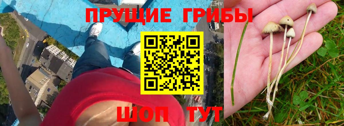Мирный  Псилоцибиновые грибы прущие грибы  Вход с VPN 